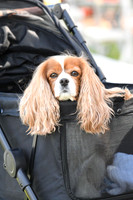 Candids, Scenics and Dogs.ci6