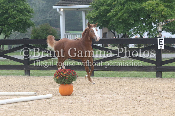 HI4P0249