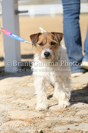 Angela Cooney's dog.VF3L8906