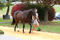 VF8B0570