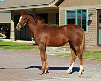 Chestnut.1.SR1B0013