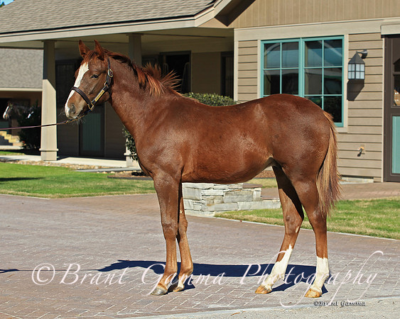 Chestnut.1.SR1B0013
