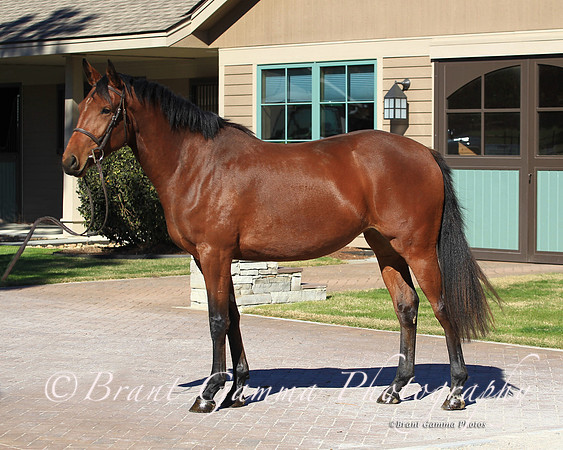 bright bay filly.SR1B0217