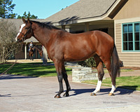 bright bay colt.SR1B0197