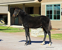 Dk bay filly.SR1B0061