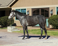 Grey Filly.SR1B0240
