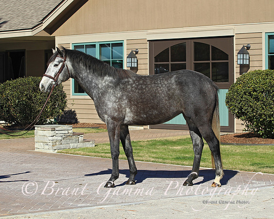 Grey Filly.SR1B0240