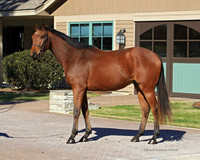 Rose filly.SR1B0324