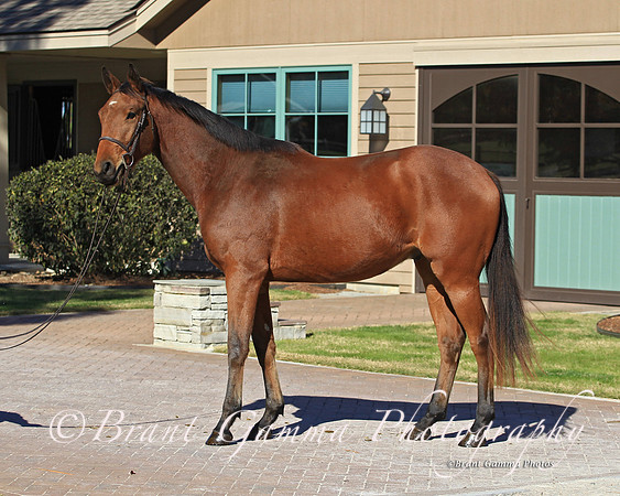 Rose filly.SR1B0324
