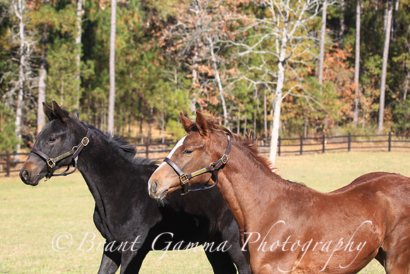 SR1B0102